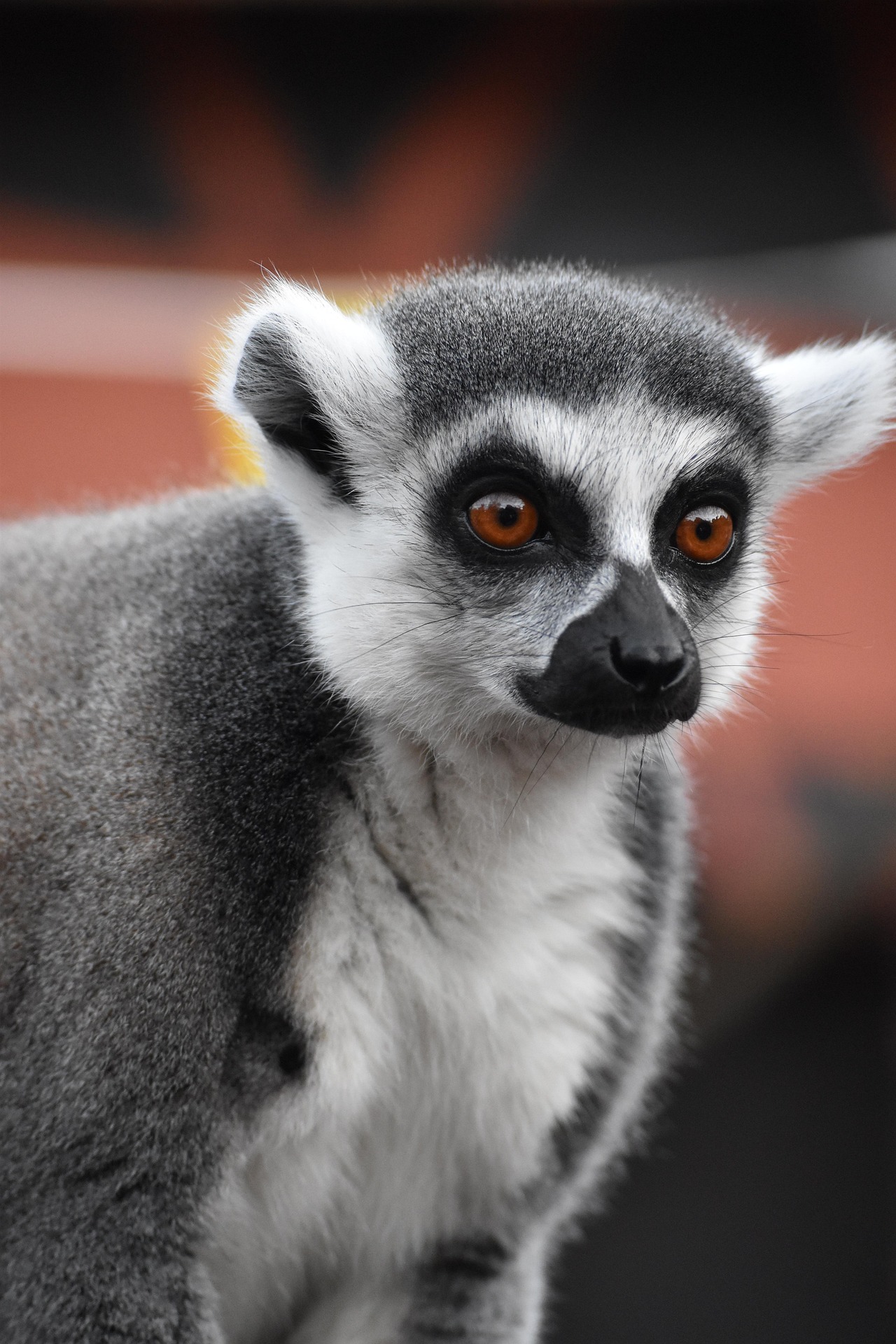 slika lemura na stablu